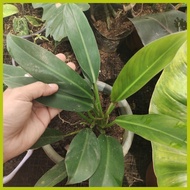 🅿 ۩ ✬ GREEN ORLANDO PHILODENDRON PLANT STABLE!!!!