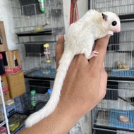 Sugar Glider joey true platinum mosaic