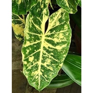 HN Alocasia Guinea Gold 916🔥Pokok Anak🔥Rare Plant🔥Pokok Keladi Emas 916🔥Pokok Bunga Hidup