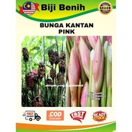 Pokok Bunga Kantan **Biji benih 10 pcs/seeds