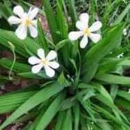 Pokok bawang dayak ( bawang bukit)