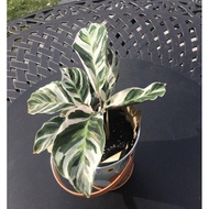 ♞Thai Calathea White Fusion