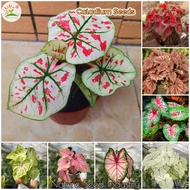 [Fast Delivery] Rare Caladium Seeds for Planting (100 seeds/pack, Mixed Color, Easy To Grow) - Flower Seeds Malaysia Caladium Leaf Plant Bonsai Seed Potted Plants Indoor Outdoor Real Live Plant Garden Flower Plant Seed Gardening Deco Benih Pokok Bunga