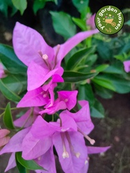 Bougainvillea Lavender (1 FT Tall) with FREE garden soil, plastic pot and marble chip pebbles