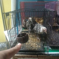 Dijual ayam arab betina dan jantan Limited