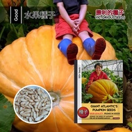 1 Pak (100 Butir) Benih Labu Raksasa Atlantic Pumpkin Kemasan import / Benih labu jumbo raksasa