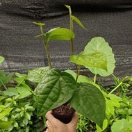 anak pokok sireh semaian dalam pot kecil 9x9cm telah stabil akar