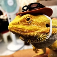 Lizard Hat Reptile Hat Gecko Lizard NDTP