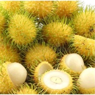 Pokok Rambutan Gading Hybrid