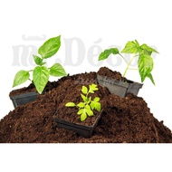 1Liter Import Peat Moss Soil/ Seeding Substrate Soil/ Medium Semaian 泥碳土