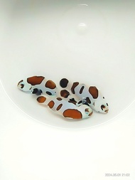 PROMO- BLACK STORM CLOWNFISH - twostore9