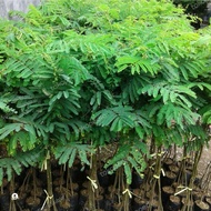 Pohon Sengon All Jenis-Tanaman Pohon Sengon Super-Siap Tanam Ready