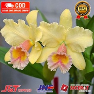 ( KNOP / SPIKE ) ANGGREK DENDROBIUM GIVE GOD YELLOW-sudah Knop/Spike-DENDROBIUM