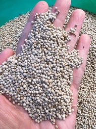 Hạt tía tô dành cho chim cảnh gói chiết lẻ 500g