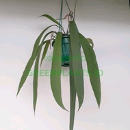 Anthurium Dasi Anthurium vittarifolium indukan