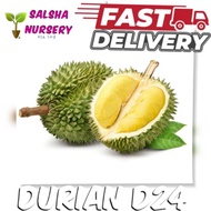 💥🔥 Pokok DURIAN D24 Durian Sultan pokok rendah