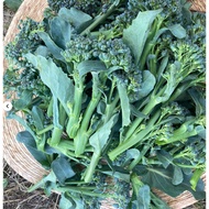 Cauliflower seed set (baby cauliflower, harvested many times, F1, Japan) + nursery medium