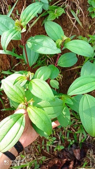 DAUN SENGGANI SENDUDUK 1KG/DAUN SENGGANI HARENDONG/SENGGANI SENDUDUK