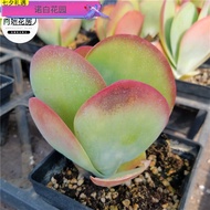 Plants that are truly alive 活着的植物Beijing Kara Succulent Plant Succulent Combined Green Plants Green 