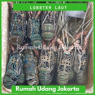 LOBSTER LAUT SEGAR 1kg 4-6 EKOR / LOBSTER LAUT BESAR / Lobster Murah