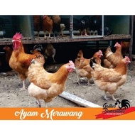 Fertil Telur Fertil Ayam Merawang Ayam Pedaging Danpetelur Untuk Di Tetaska Terlaris