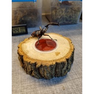 beetle jelly holder 甲虫果冻台