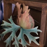 P. willinckii dwarf 侏儒爪哇 仿真鹿角蕨 皮革工藝