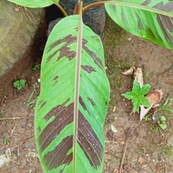 pisang varigata/bongol pisang varigata