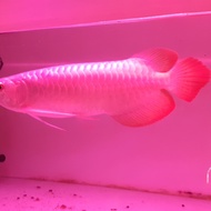 ikan arwana super red uk 30cm