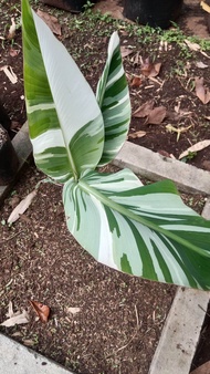 bibit pisang varigata Florida( asli)