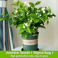 พร้อมส่ง บอนสี 50เมล็ด เมล็ดพันธุ์ ดอกมะลิขาว  White Jasmine Seeds เมล็ดบอนสี บอนสีหายาก เมล็ด