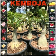 adenium plant Thailand multi layer pokok kemboja READY STOCK Malysia