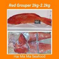 [HaiMaMa Seafood] Fresh Red Grouper 2kg-2.2kg