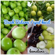 BUAH BIDARA/Buah Epal Kecil