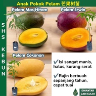 Pokok Mangga Cokanan Pelam Pokok Mangga Mas Hitam Mangga Erwin 芒果树苗 Pelam Cokanan SHS Kebun