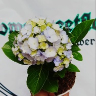 tanaman hias hidup bunga hortensia\berondong