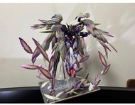 高達模型成品