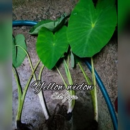 colocasia yellow Widow