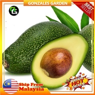 Anak Pokok Avocado Pinkerton Pokok Kawin Grafted