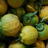bibit jeruk dekopon hasil okulasi siap berbuah .