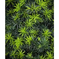 Tree cutting Buddhist Pine podocarpus macrophyllus