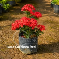 TKL - Ixora Chinensis Pink/Red/Orange/Yellow/White/Coccinea Red (Polybag 8x9) 龙船花/英丹/仙丹花 (Polybag 8x