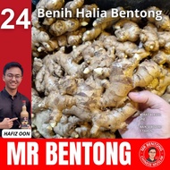 2kg Benih Halia Mr Bentong