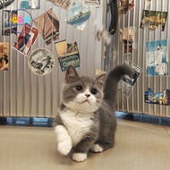 kucing bsh munchkin bicolor blue betina kitten lucu