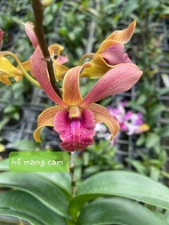 Hoa lan denro hổ mang cam