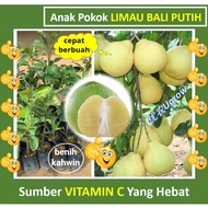 Anak Pokok Limau Bali Putih 白柚 树苗 Sapling White Pamelo