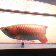 ikan arwana golden red