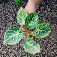 anthurium dorayaki