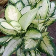 tanaman hias aglonema sri rejeki susu/tisu daun besar