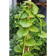 Bayam Malabar Spinach